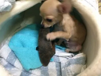 ココズベスト 様のお迎えした子犬
