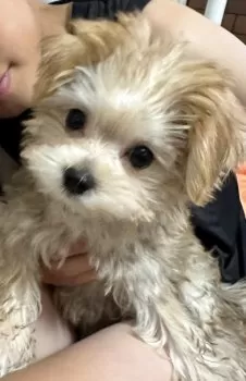 T 様のお迎えした子犬