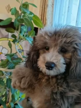 yさん 様のお迎えした子犬