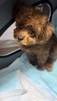 あんちゃん 様のお迎えした子犬