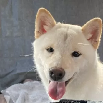 N.G 様のお迎えした子犬