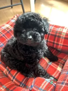 アケ 様のお迎えした子犬