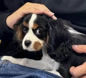 K.M 様のお迎えした子犬