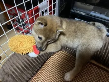 YK 様のお迎えした子犬