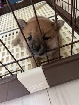 海ちゃん 様のお迎えした子犬