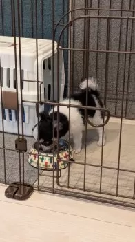 ウメ 様のお迎えした子犬