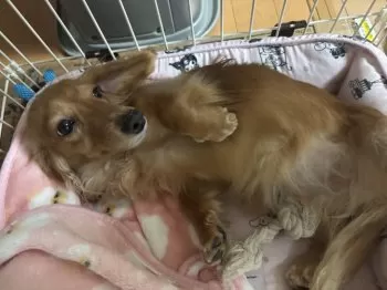 ちび 様のお迎えした子犬