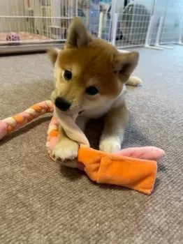 akari 様のお迎えした子犬