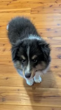 ナナチ 様のお迎えした子犬