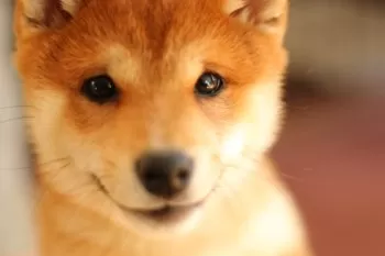 K.N 様のお迎えした子犬