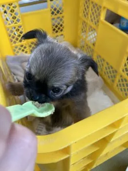 てっちゃん 様のお迎えした子犬