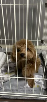 あー 様のお迎えした子犬