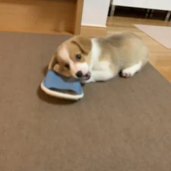 ごう 様のお迎えした子犬