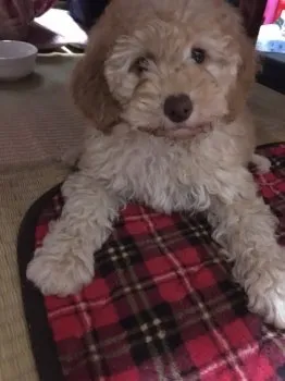 あんころもち 様のお迎えした子犬