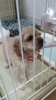 モアナ 様のお迎えした子犬