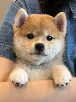 K.T 様のお迎えした子犬