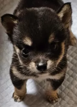 K.S 様のお迎えした子犬