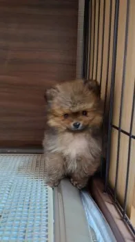 Y.K 様のお迎えした子犬