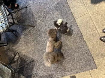 M.T 様のお迎えした子犬