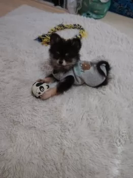 K.A 様のお迎えした子犬