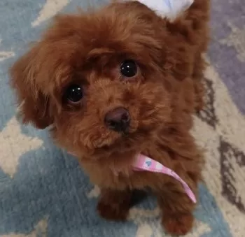 H.T 様のお迎えした子犬