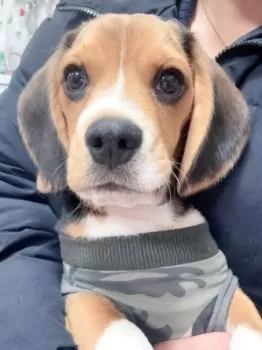 Y.W 様のお迎えした子犬