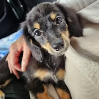 はなぺちゃくん 様のお迎えした子犬