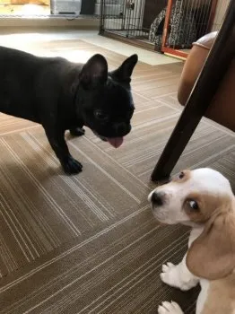 いろは 様のお迎えした子犬