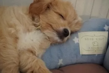 C.I 様のお迎えした子犬