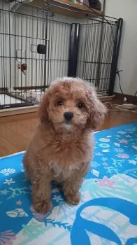 YOKO 様のお迎えした子犬