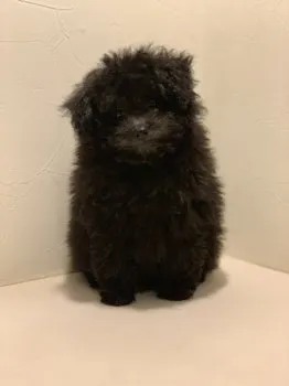 rose 様のお迎えした子犬