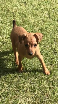 Spike 様のお迎えした子犬