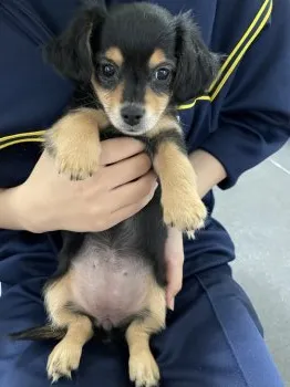 よっち 様のお迎えした子犬