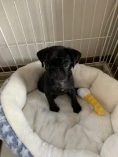 M.G 様のお迎えした子犬