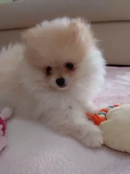 コロレオ 様のお迎えした子犬