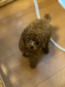 tommy 様のお迎えした子犬