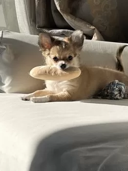 N.N 様のお迎えした子犬