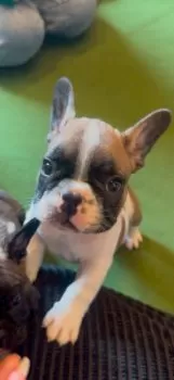 M.H 様のお迎えした子犬