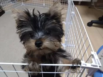 リア 様のお迎えした子犬