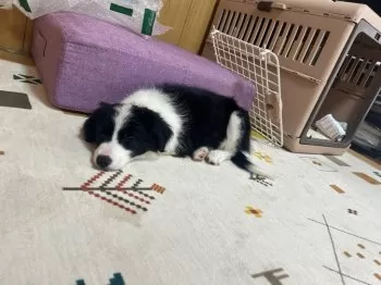 K.C 様のお迎えした子犬