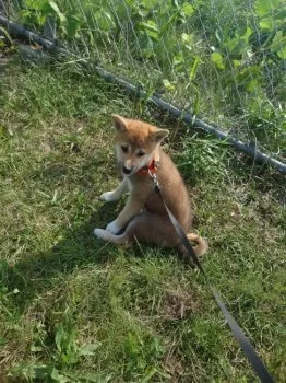 M.K 様のお迎えした子犬