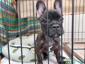 たにぐち 様のお迎えした子犬