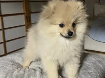 gabu 様のお迎えした子犬