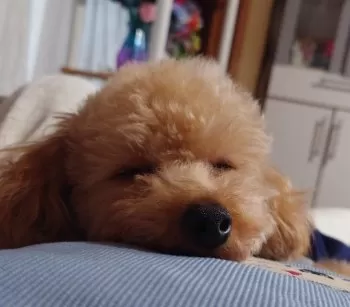 C.S 様のお迎えした子犬