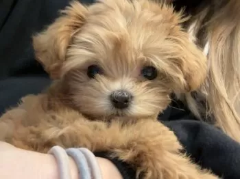 T.Y 様のお迎えした子犬
