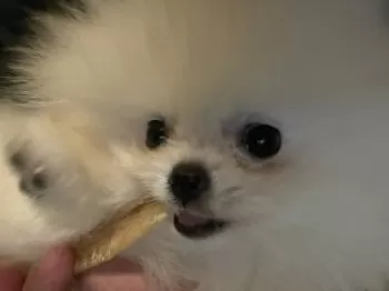 ラピ 様のお迎えした子犬