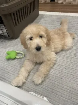 F.Y 様のお迎えした子犬