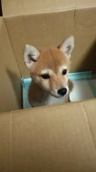 トミ 様のお迎えした子犬