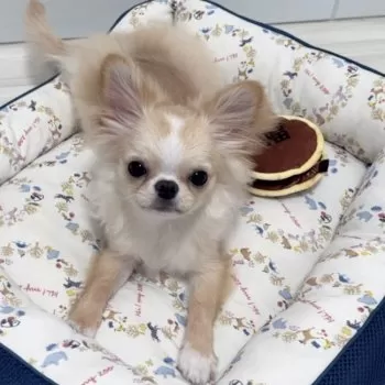 むぎ 様のお迎えした子犬