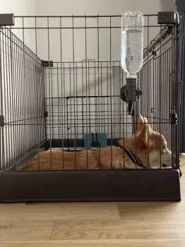 S.T 様のお迎えした子犬